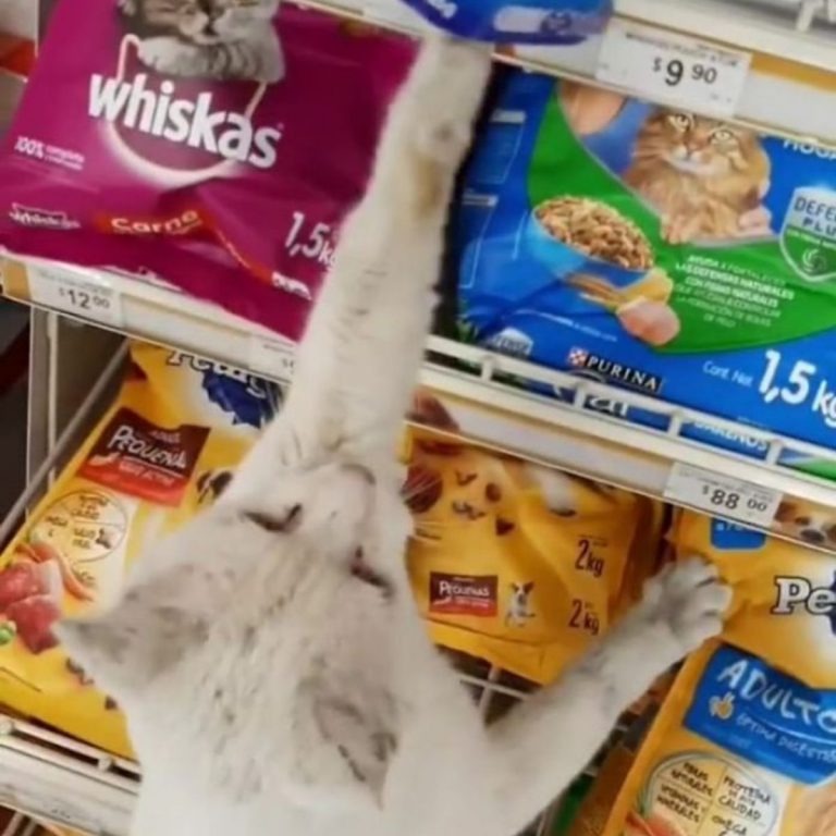 Katze zeigt auf Katzenfutter im Supermarkt)