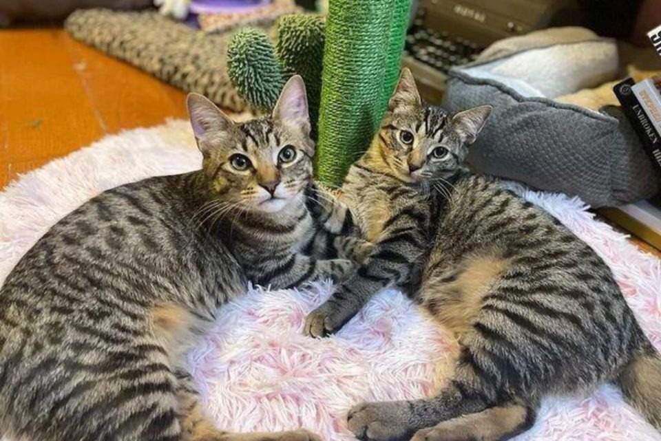 Katzen liegen auf einer flauschigen Decke