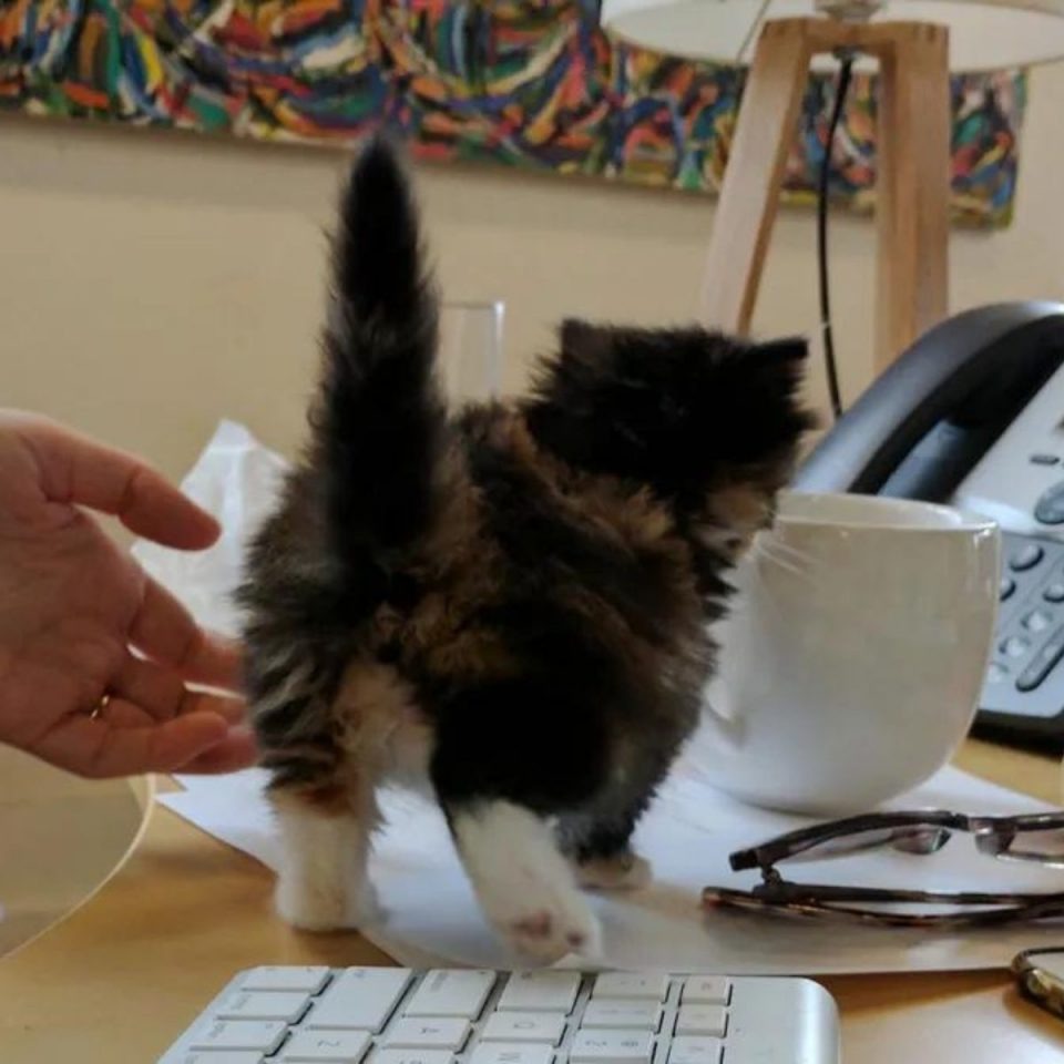 Katzenbaby auf einem Schreibtisch