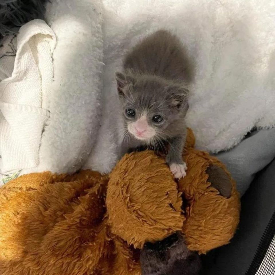 Katzenbaby auf einer weißen Decke neben einem Stofftier