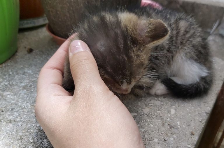 Katzenbaby bekommt Streicheleinheiten