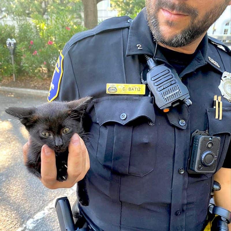 Katzenbaby in der Hand eines Polizisten