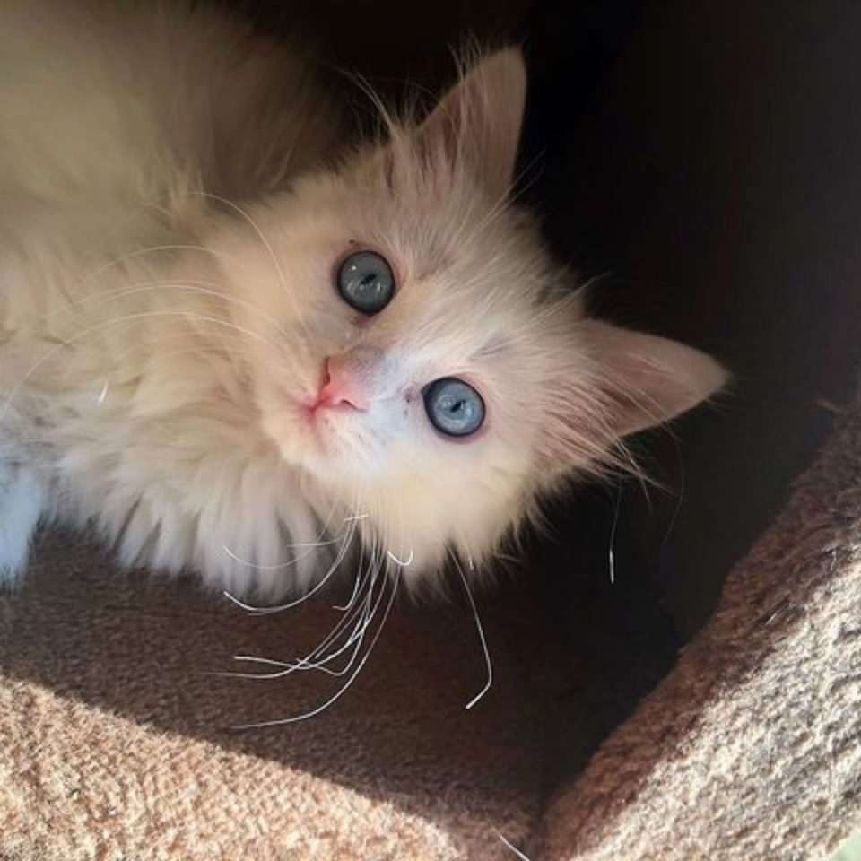 Katzenbaby mit großen blauen Augen