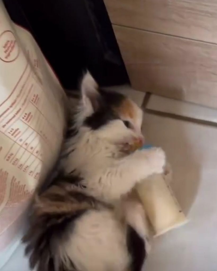 Katzenbaby nuckelt an ihrer Flasche