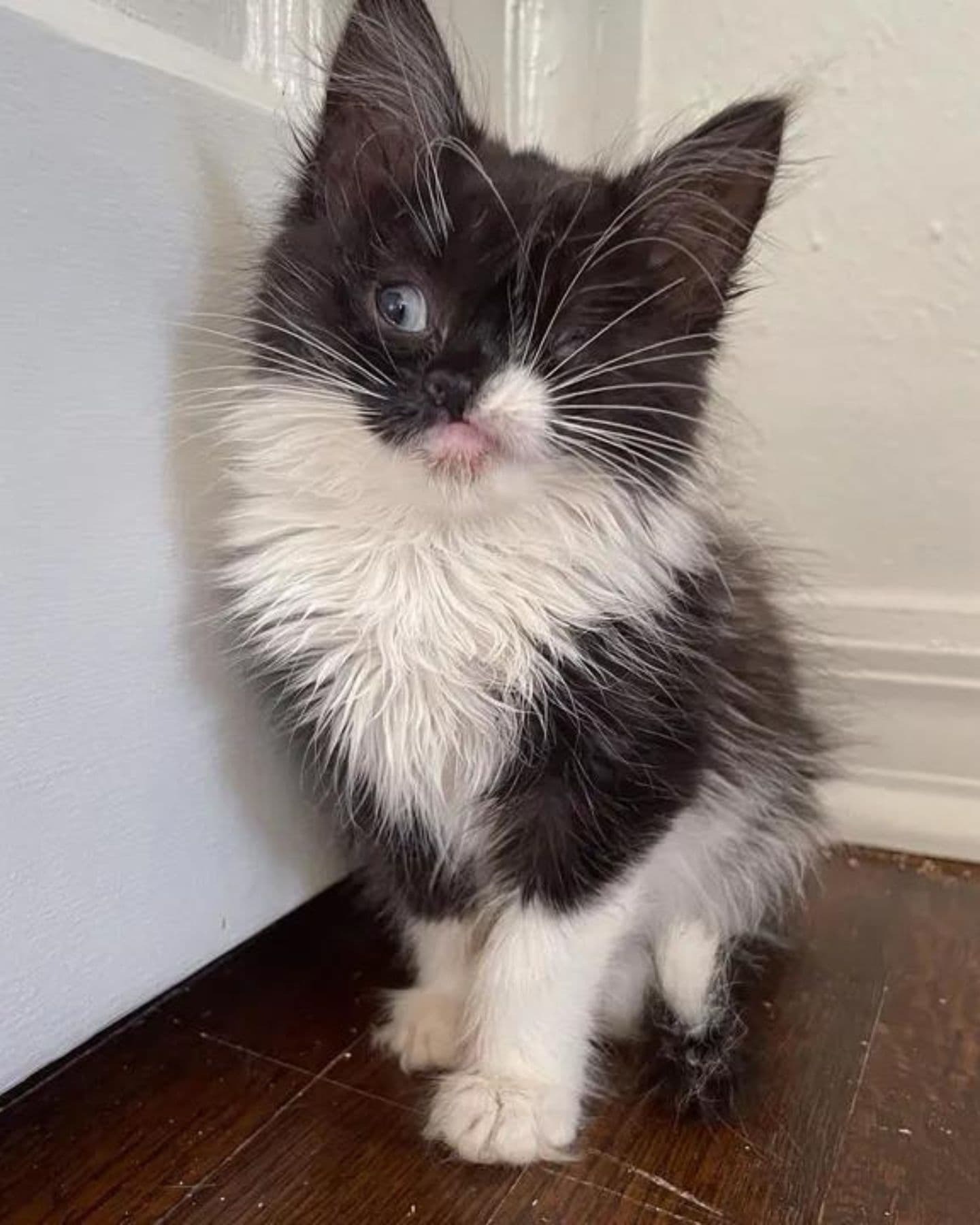 Katzenbaby ohne Auge sitzt in einer Ecke