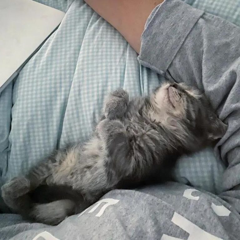 Katzenbaby schlaeft im Bett neben Besitzerin