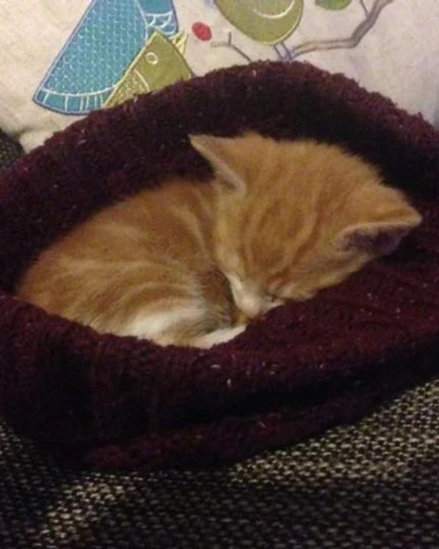 Katzenbaby schlaeft im Katzenbett