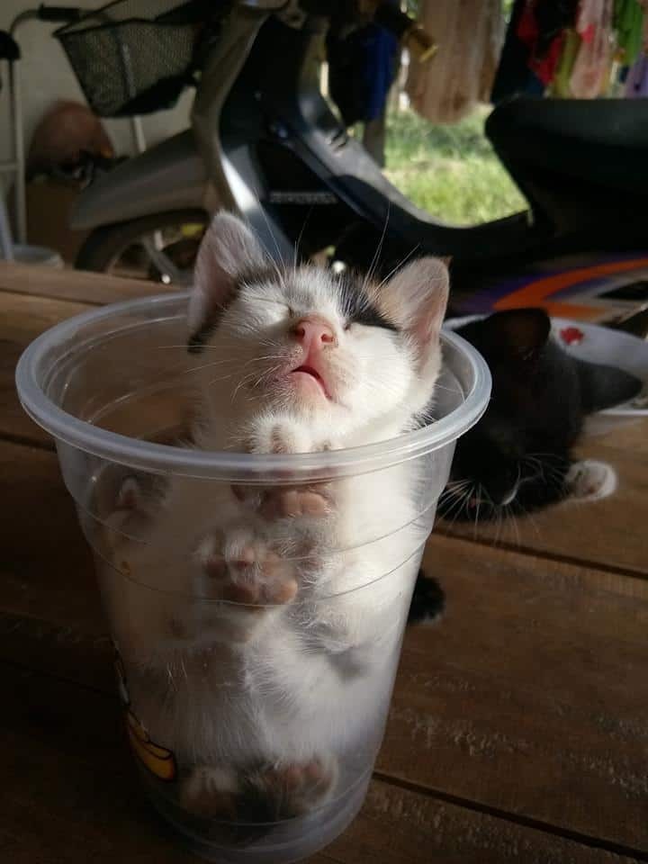 Katzenbaby schlaeft in einem Becher