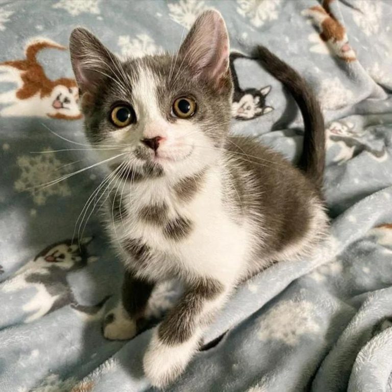 Katzenbaby sitzt auf dem Bett und sieht in die Kamera