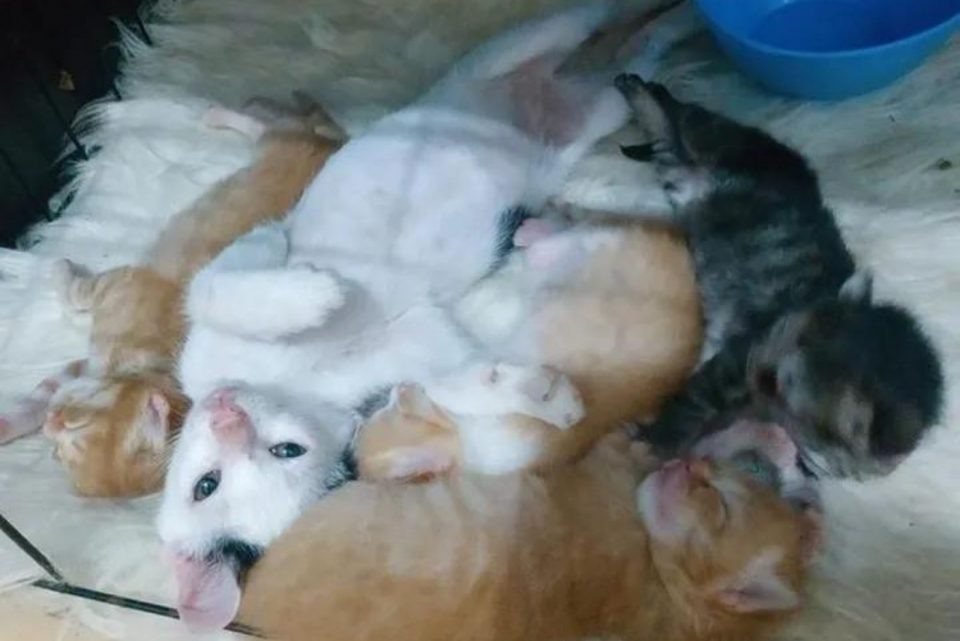 Katzenbabys liegen auf einer Decke