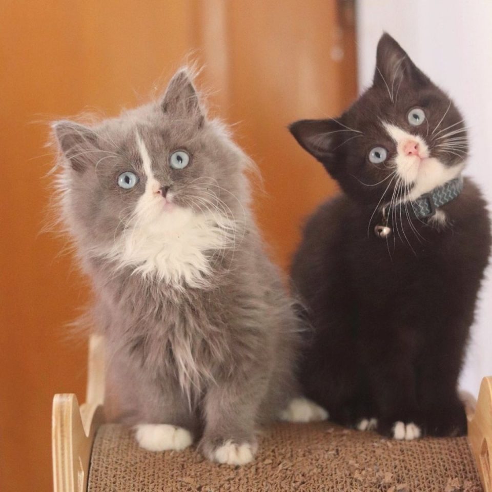 Katzenbabys mit blauen Augen