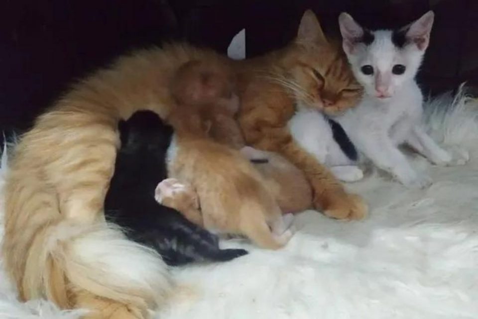 Katzenbabys mit ihrer Katzenmama