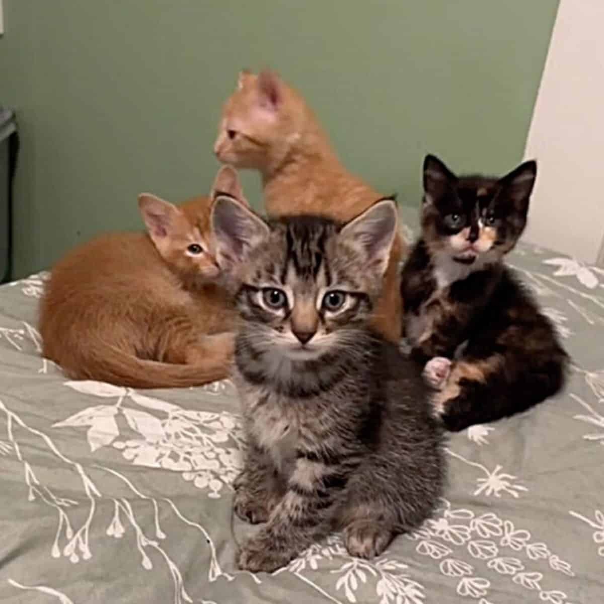 Katzenbabys sitzen auf dem Bett