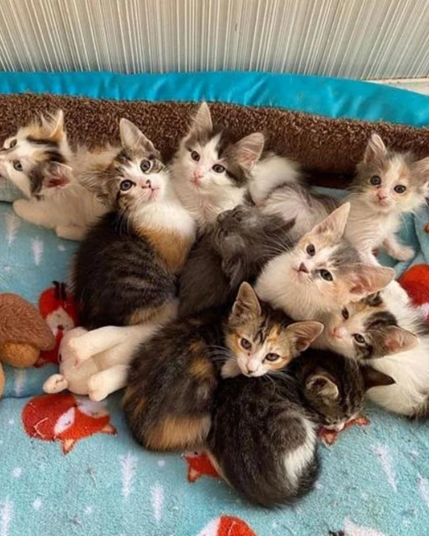 Katzenbabys sitzen im Katzenbett