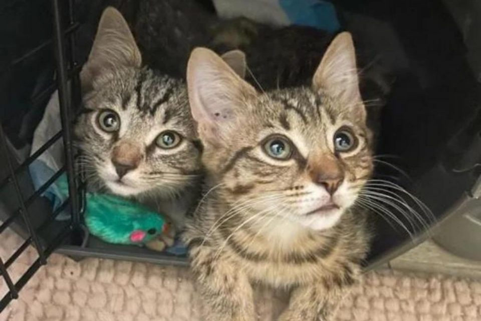 Katzengeschwister liegen in einer Transportbox