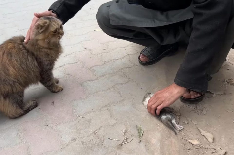 Katzenmama bringt krankes Katzenbaby zu einem Mann