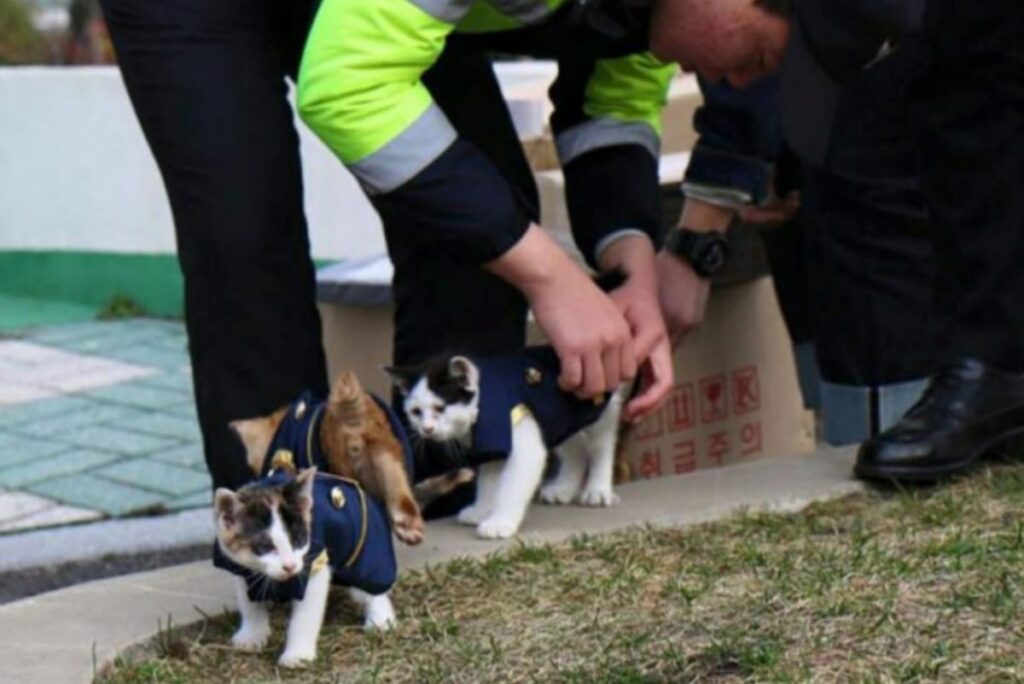 Katzenmama in einer Polizeiuniform