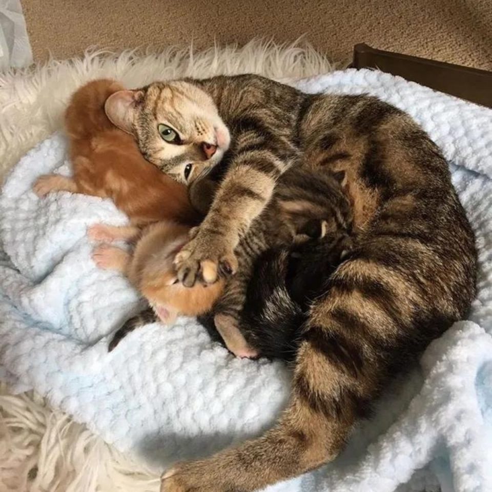 Katzenmama kuschelt mit ihren Babys