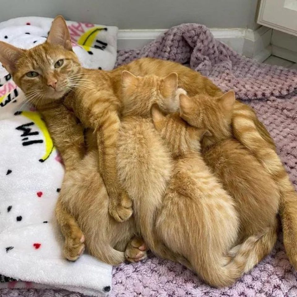 Katzenmama liegt auf dem Bett mit ihren Katzenbabys