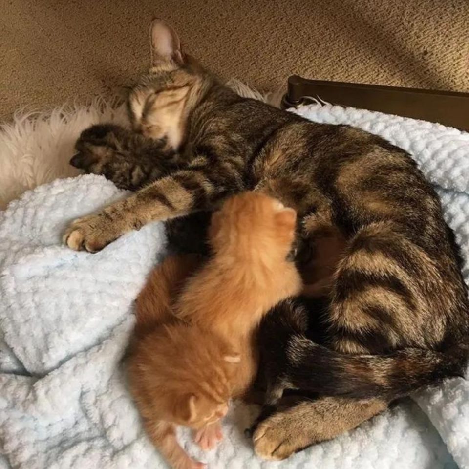 Katzenmama macht ein Nickerchen neben ihren Katzenbabys