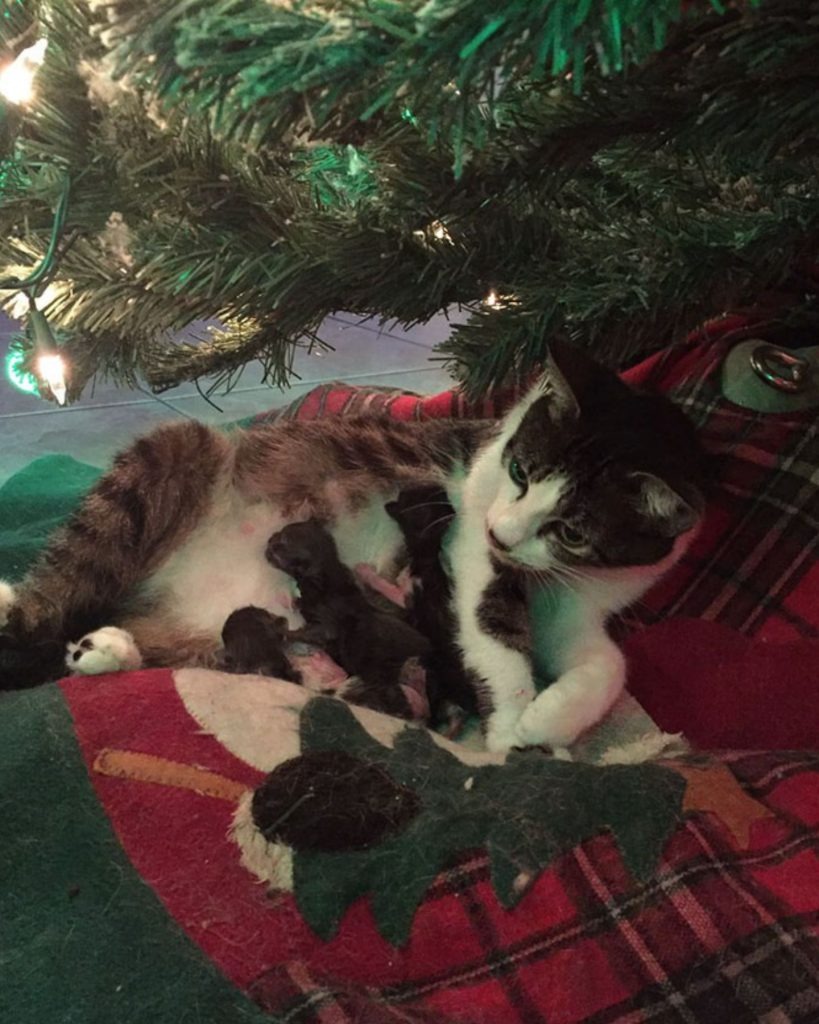 Katzenmama und ihre Babys unter dem Weihnachtsbaum