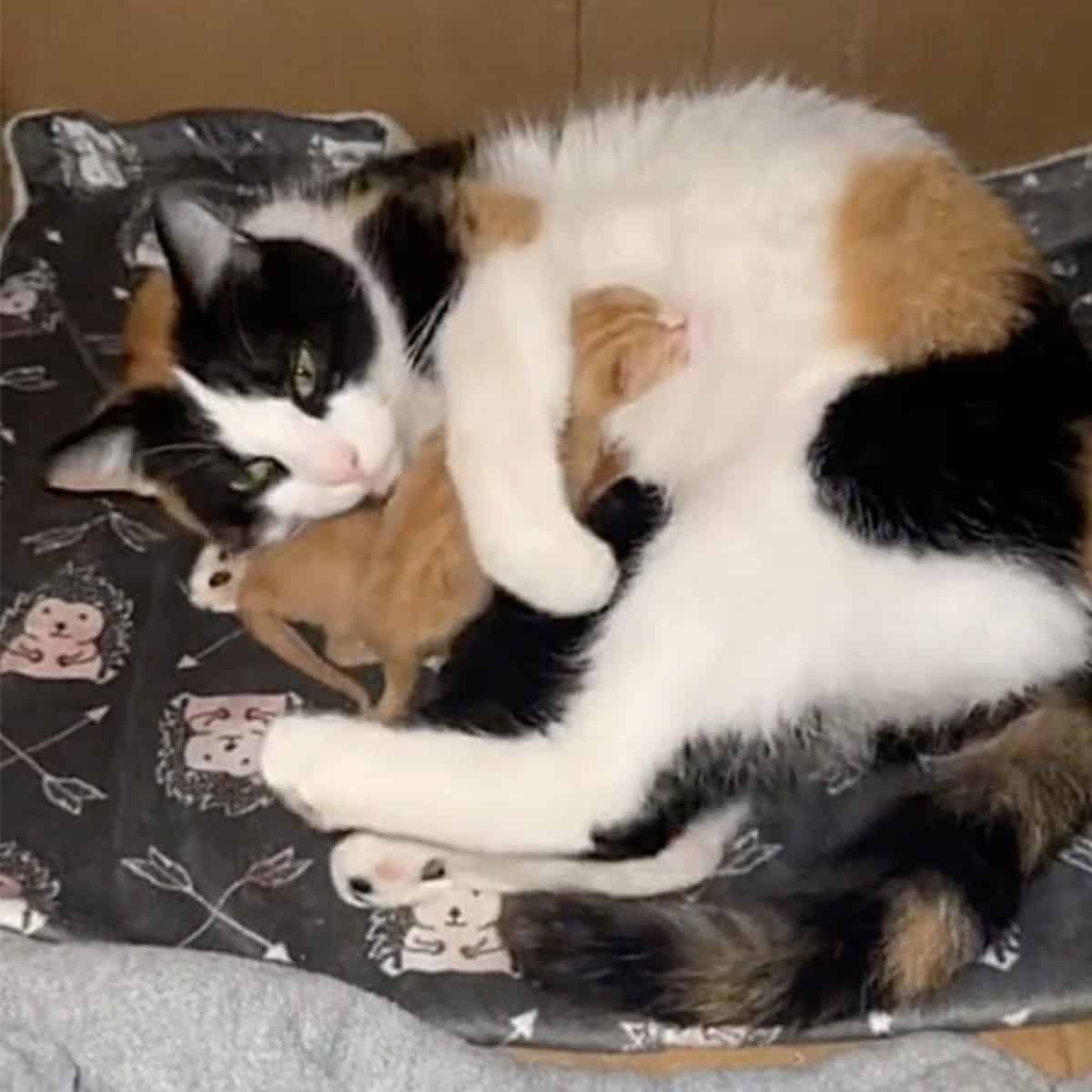 Katzenmama und ihre Katzenbabys liegen in einer Kiste