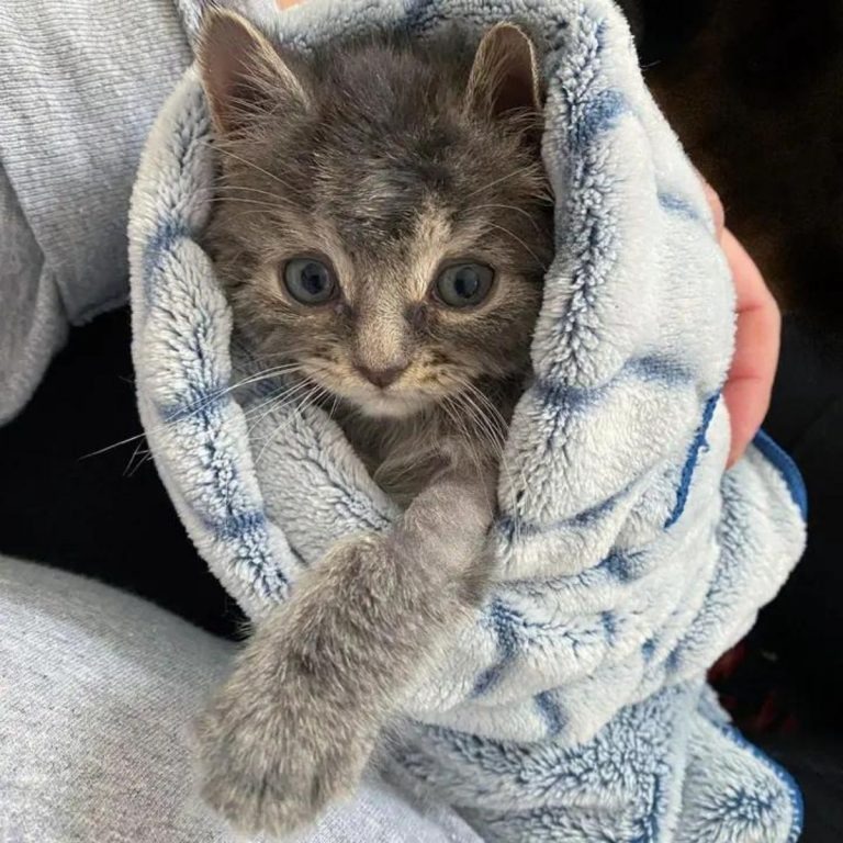 Kleine Katze in einer blauen Decke