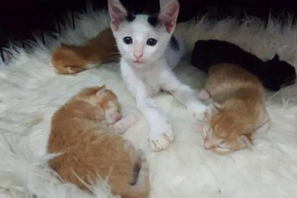 Kleine Katze liegt mit Katzenbabys