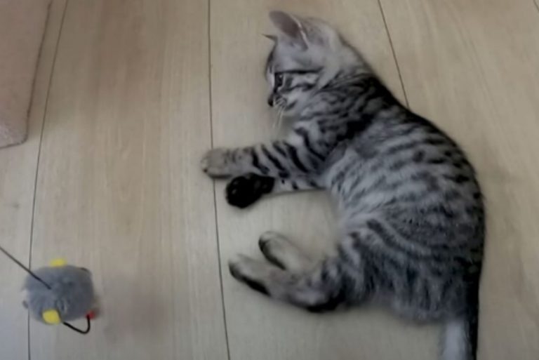 Kleine Katze spielt