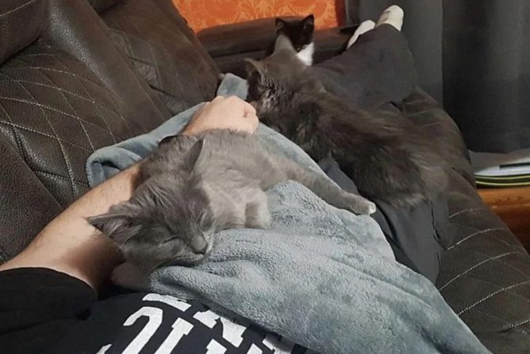 Kleine Katzen kuscheln mit Papa