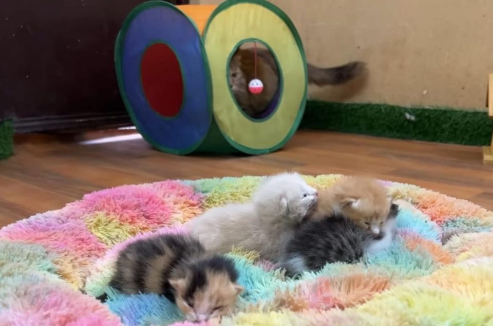 Kleine Katzenbabys im neuen Zuhause