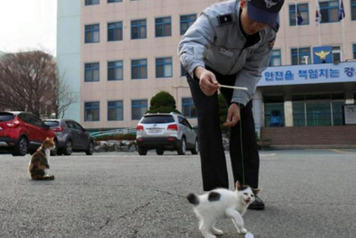 Kleine Katzenbabys und ein Polizist