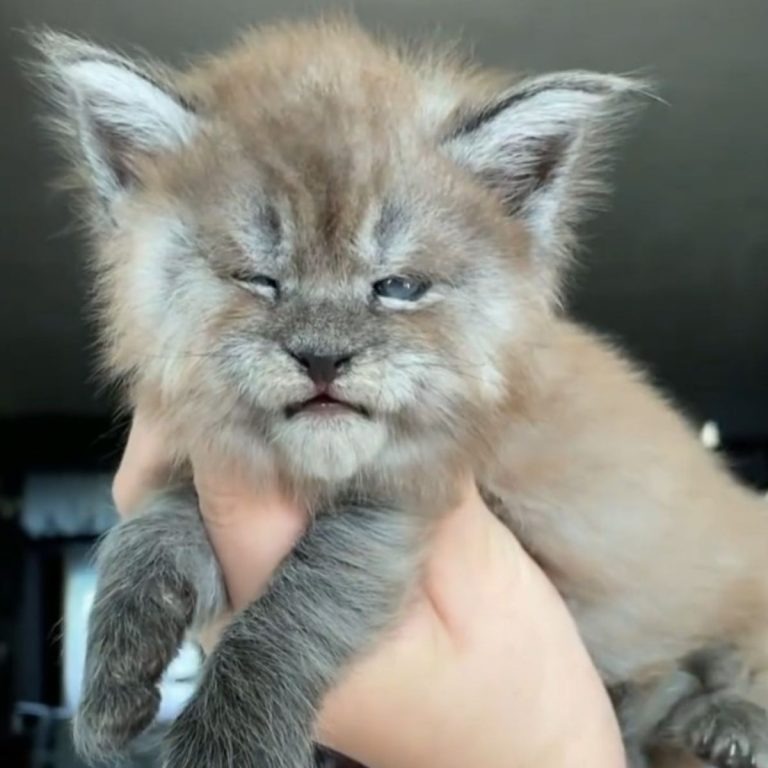 Kleine Main Coon Katze