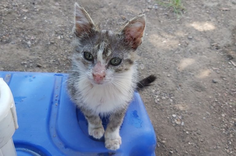 Kleine gerettete Katze