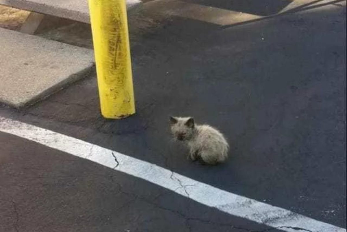 Kleines Katzenbaby allein auf der Strasse