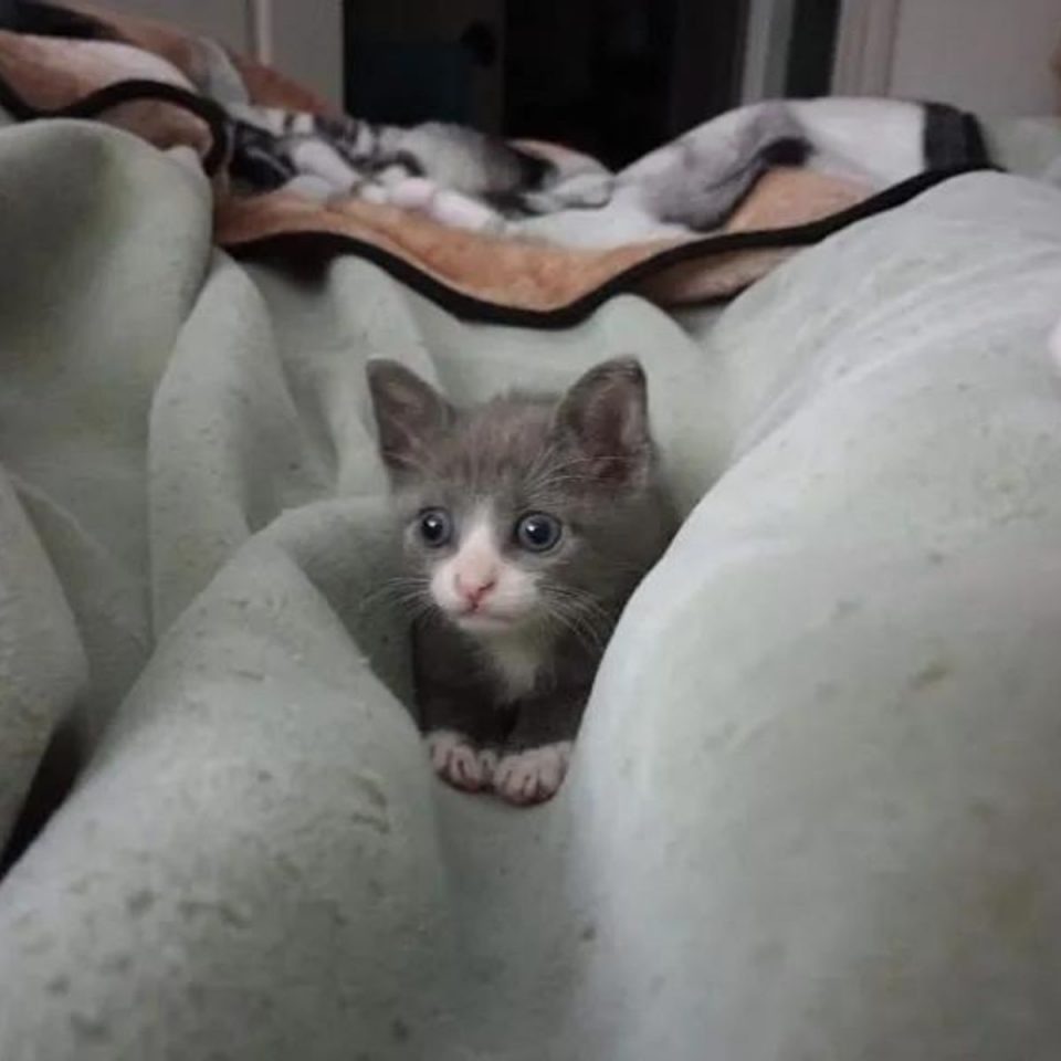 Kleines Katzenbaby im großen Bett