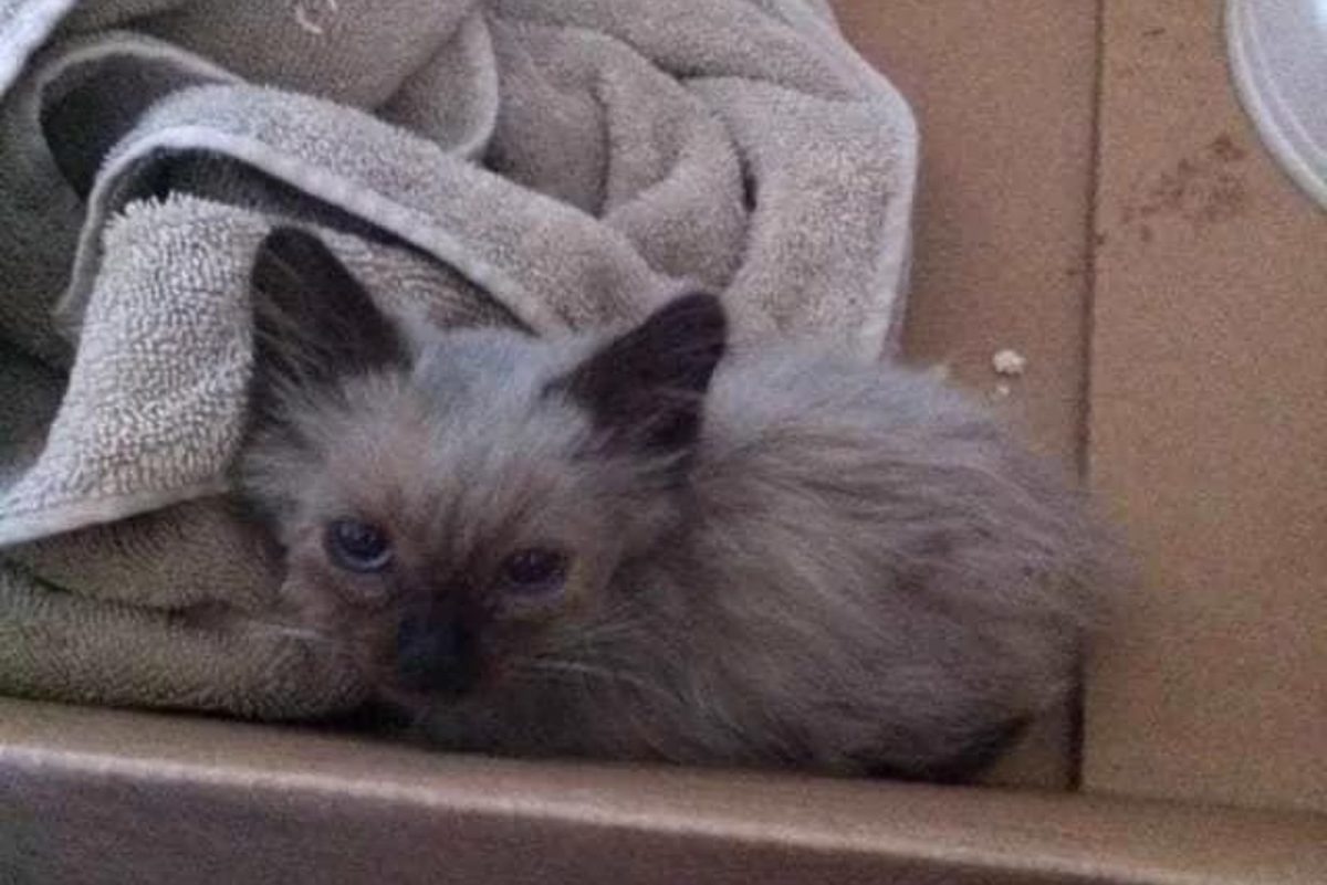 Kleines Katzenbaby in einer Box