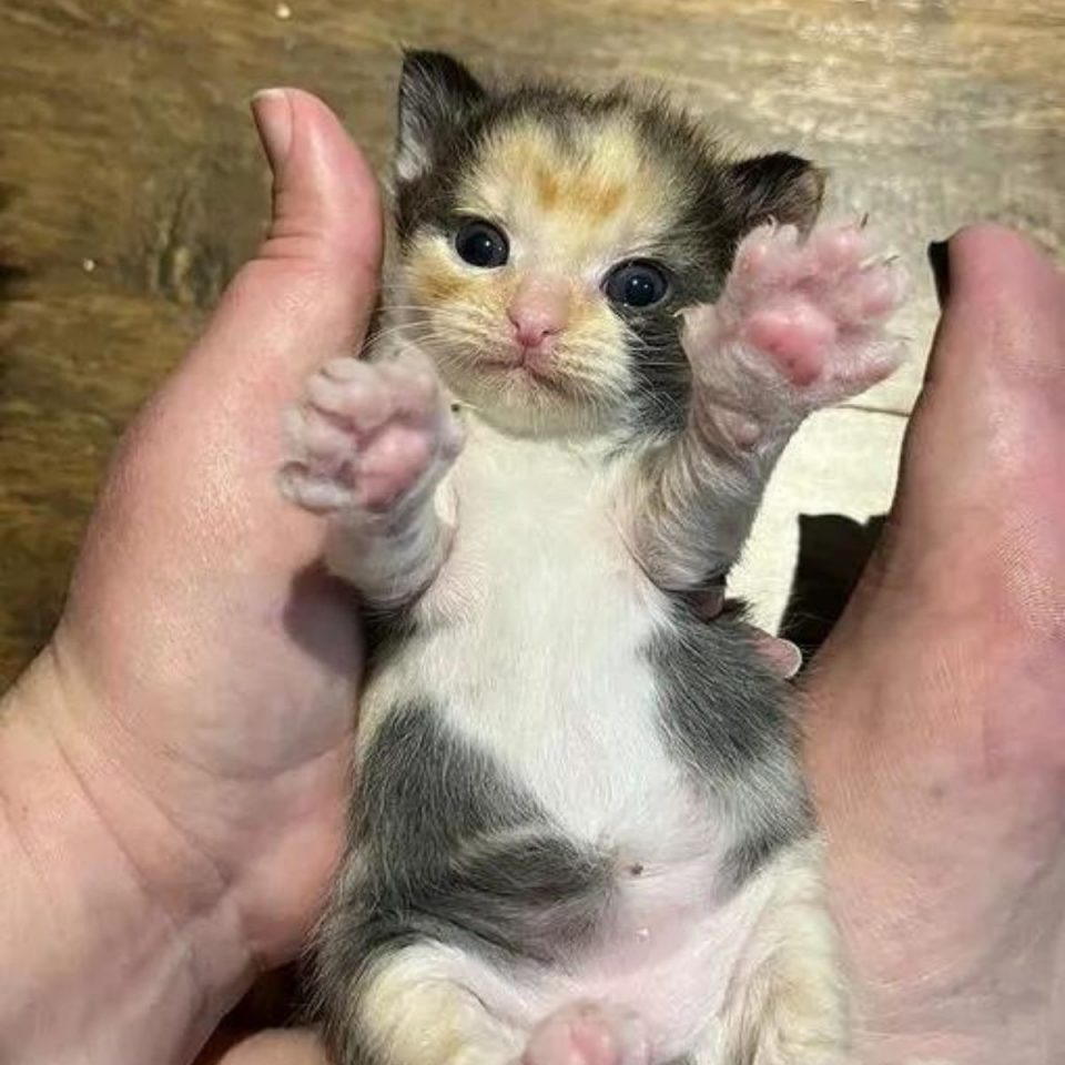 Kleines Katzenbaby in liegt in den Haenden einer Person