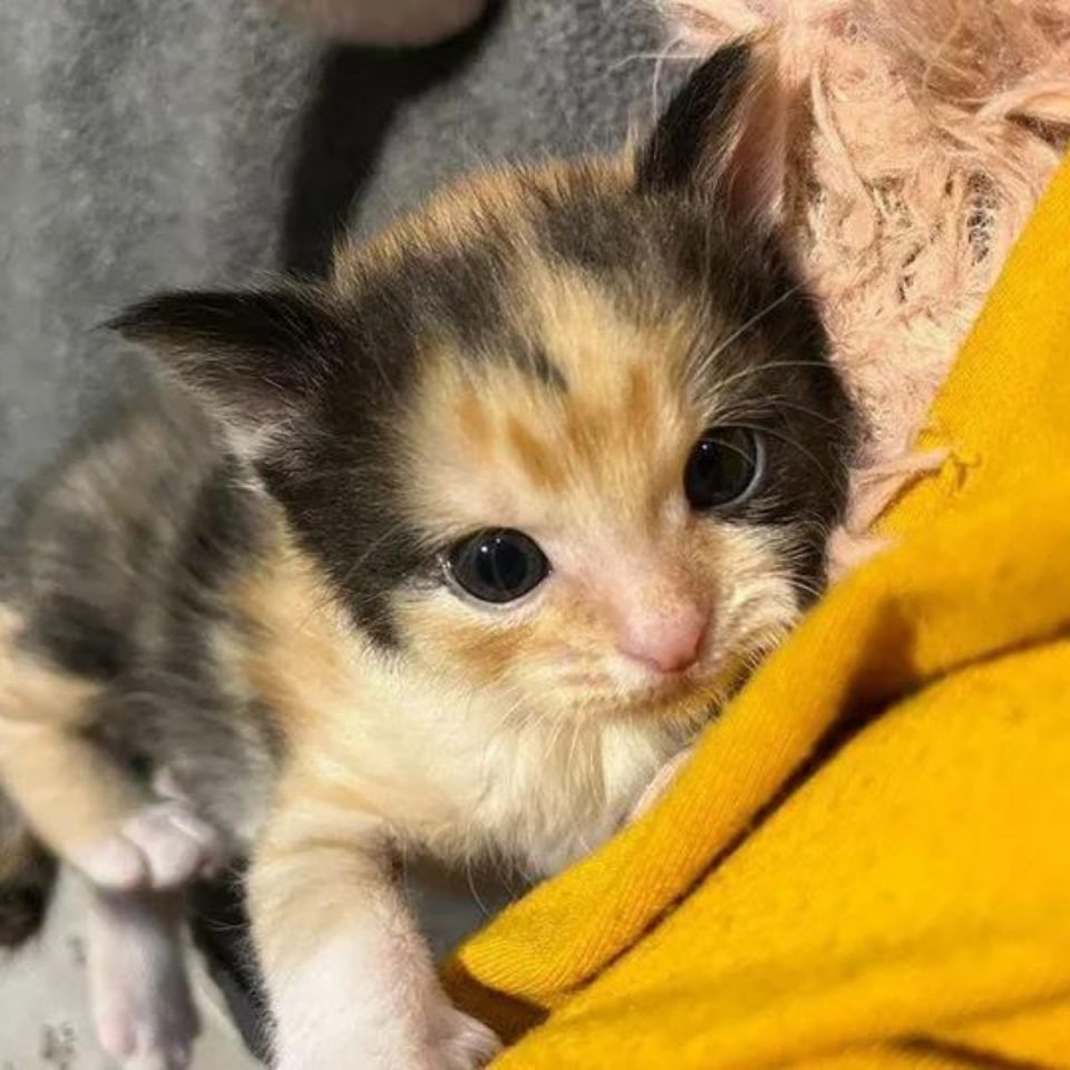 Kleines Katzenbaby liegt auf einer Decke