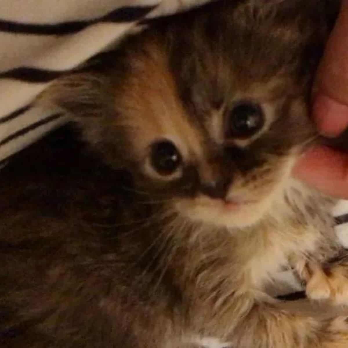 Kleines Katzenbaby mit grossen Augen