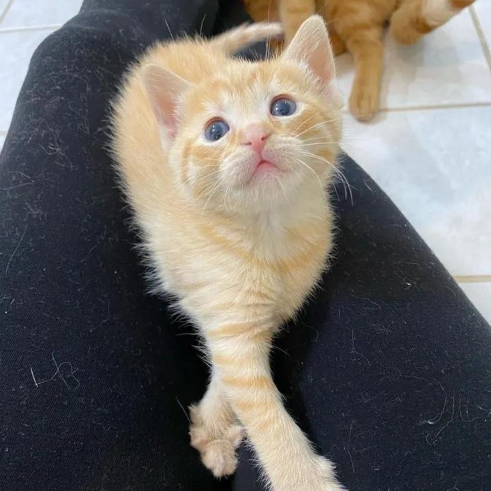 Kleines Katzenbaby sitzt im Schoß einer Frau