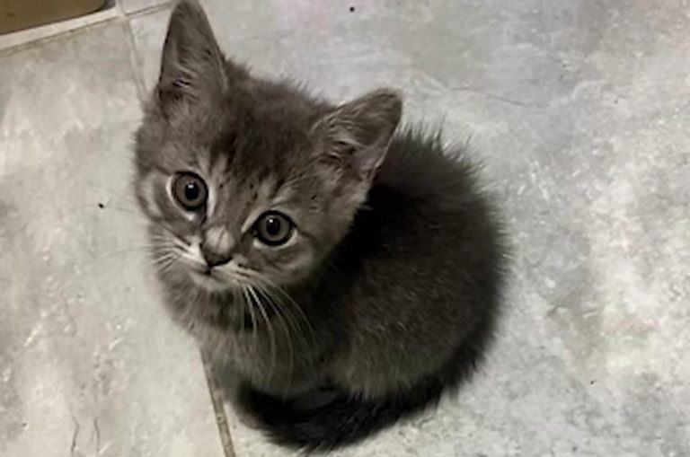Kleines Katzenbaby sitzt und sieht in die Kamera