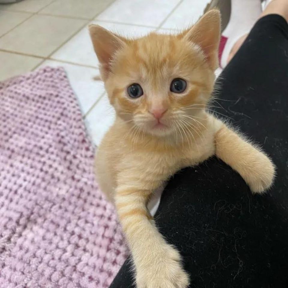 Kleines Katzenbaby steigt auf das Bein einer Frau