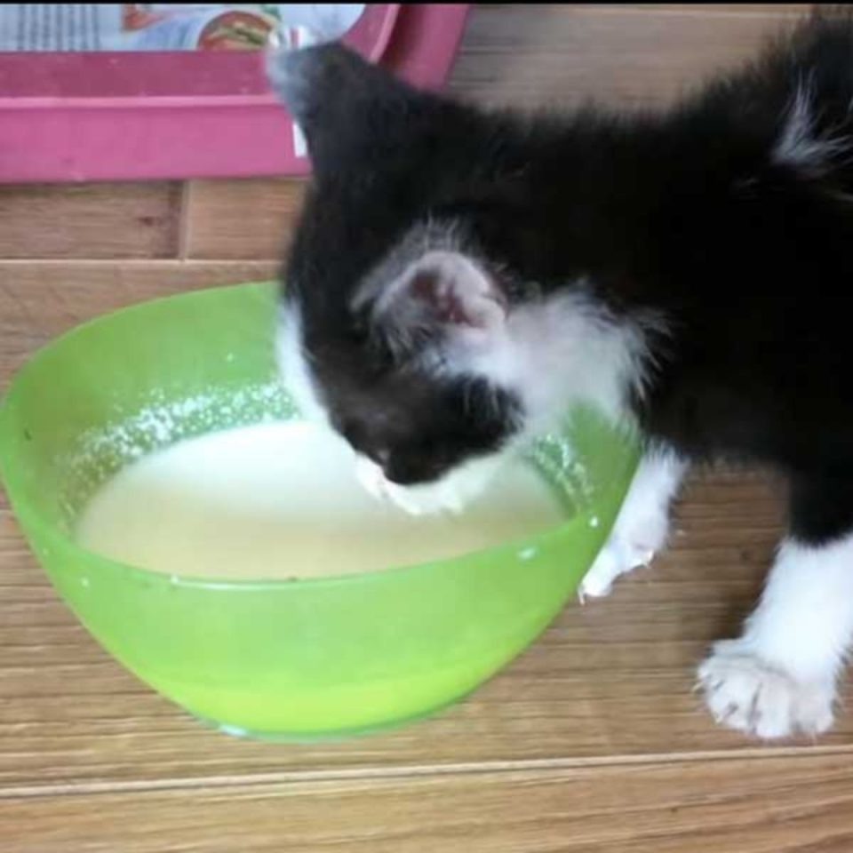 Kleines Katzenbaby trinkt Milch