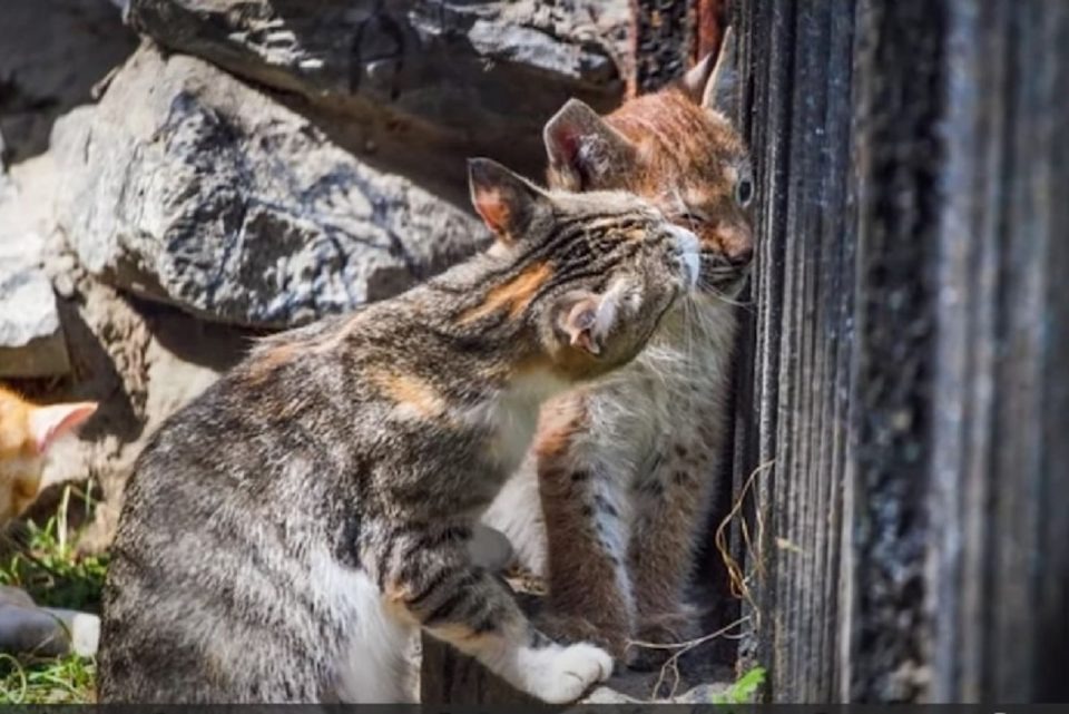 Kleines Luchsbaby schmust mit einer Katze