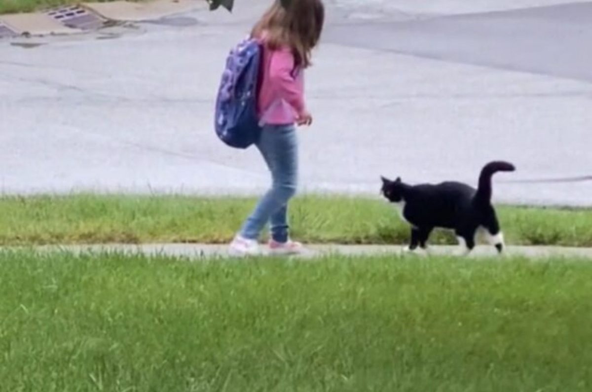 Kleines Maedchen und ihr Kater warten auf den Schulbus