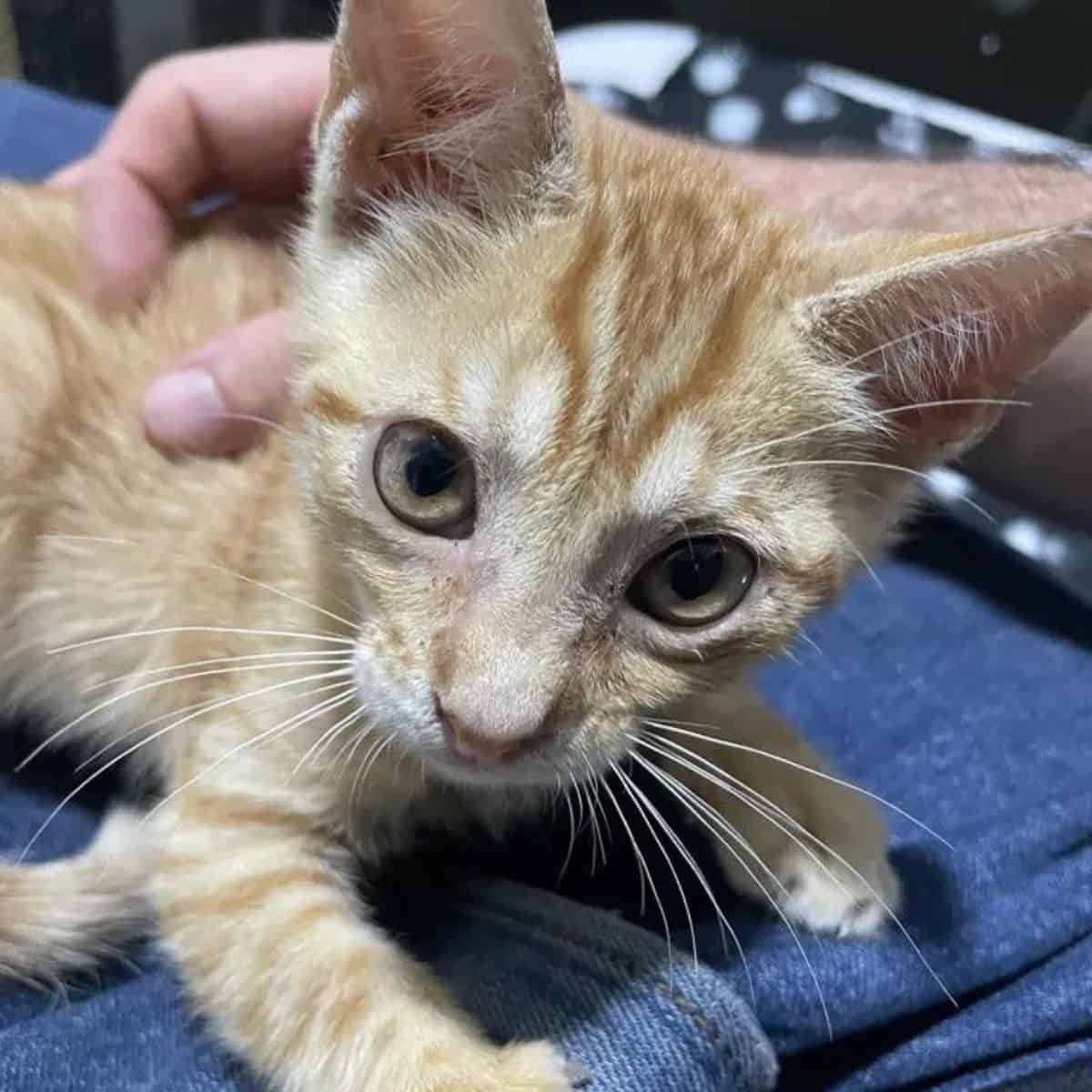 Kleines gelbes Katzenbaby mit grossen Augen