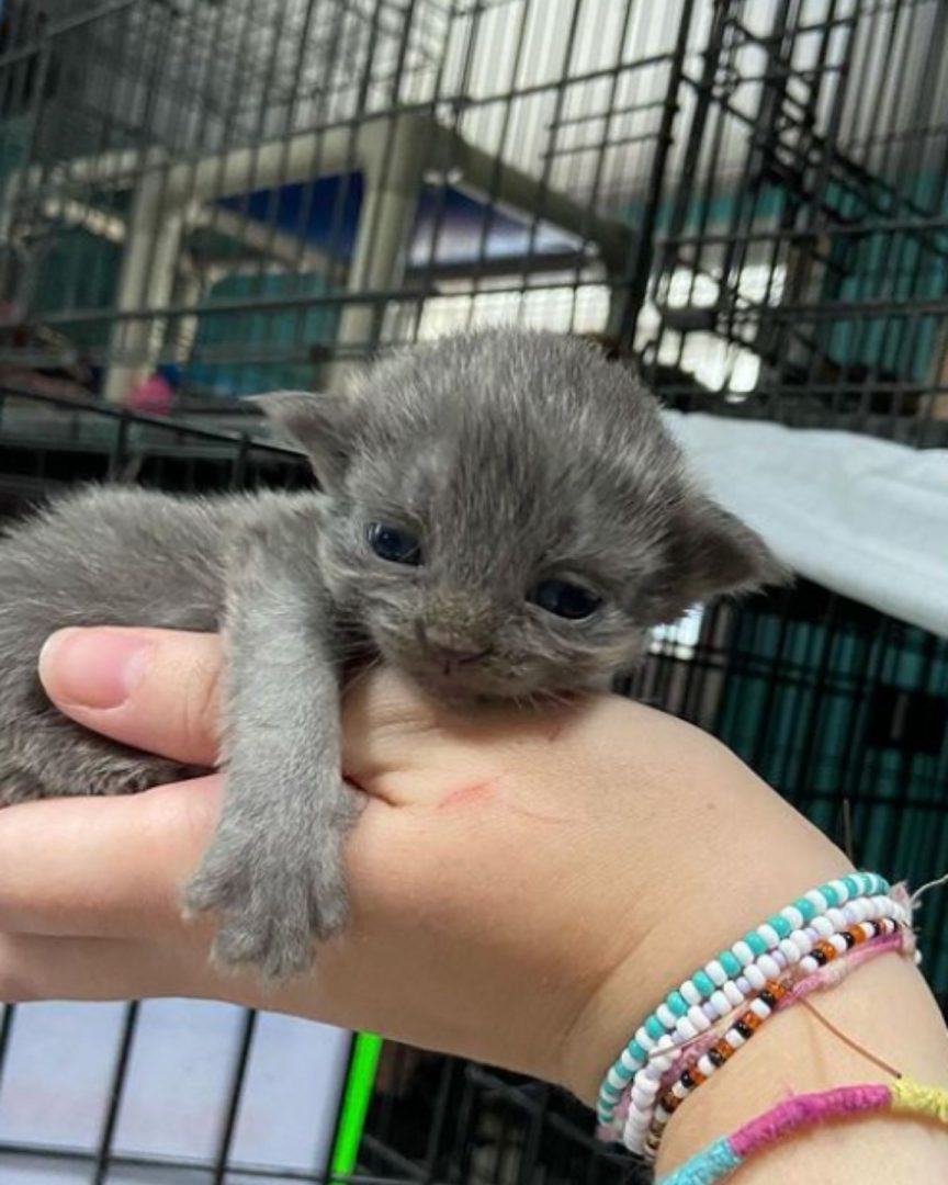 Kleines graues Katzenbaby in der Hand einer Person