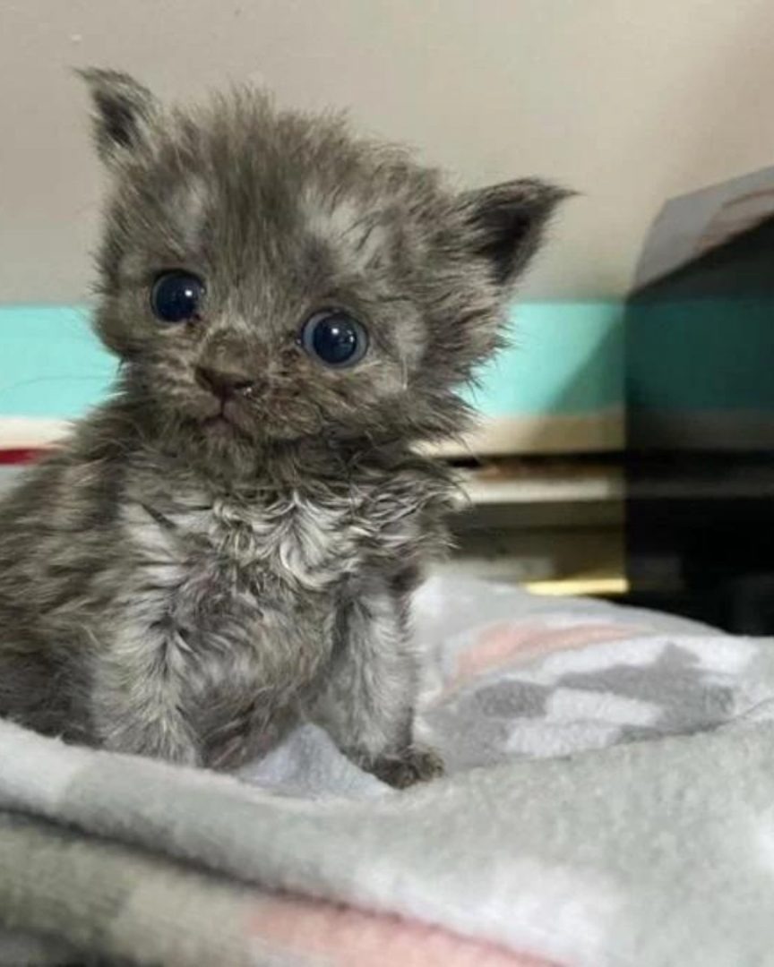 Kleines graues Katzenbaby sitzt auf einer Decke