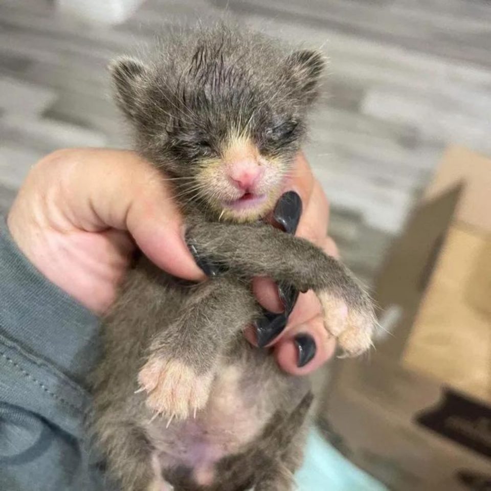 Kleines neugeborenes Katzenbaby in Hand einer Frau